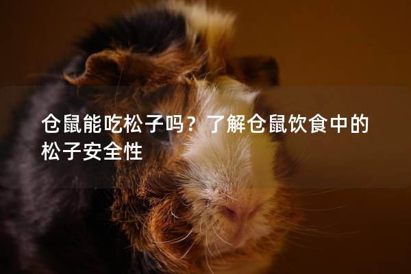 仓鼠能吃松子吗?了解仓鼠饮食中的松子安全性 仓鼠能吃松子吗?了解仓鼠饮食中的松子安全性