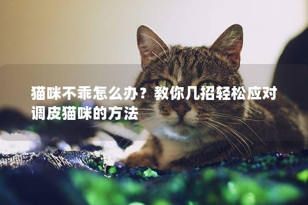 猫咪不乖怎么办？教你几招轻松应对调皮猫咪的方法