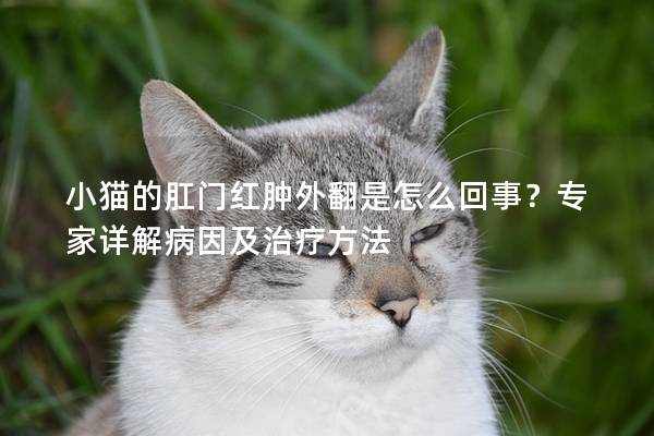 小猫的肛门红肿外翻是怎么回事？专家详解病因及治疗方法