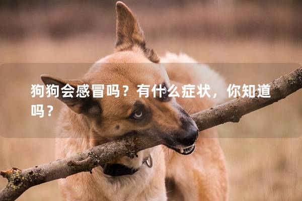 狗狗会感冒吗？有什么症状，你知道吗？