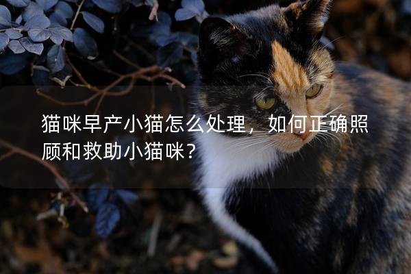 猫咪早产小猫怎么处理，如何正确照顾和救助小猫咪？