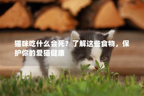 猫咪吃什么会死？了解这些食物，保护你的爱猫健康