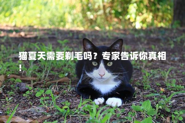 猫夏天需要剃毛吗？专家告诉你真相!