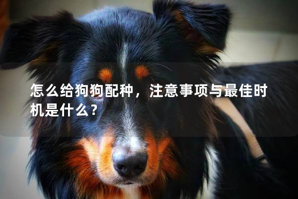 怎么给狗狗配种，注意事项与最佳时机是什么？