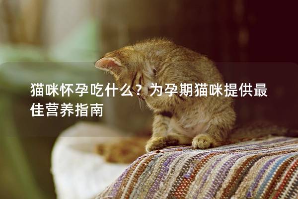 猫咪怀孕吃什么？为孕期猫咪提供最佳营养指南