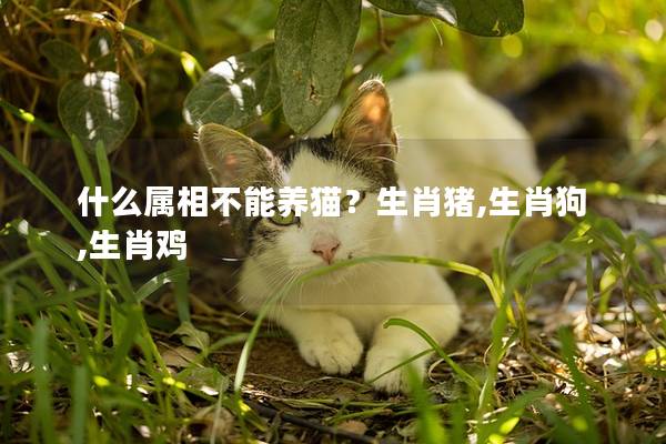 什么属相不能养猫？生肖猪,生肖狗,生肖鸡