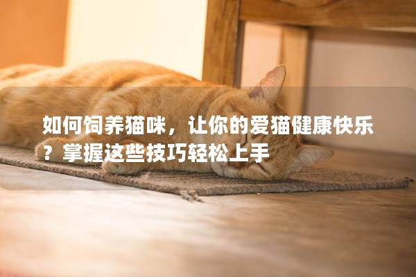 如何饲养猫咪，让你的爱猫健康快乐？掌握这些技巧轻松上手