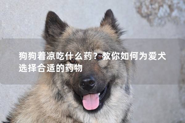 狗狗着凉吃什么药？教你如何为爱犬选择合适的药物