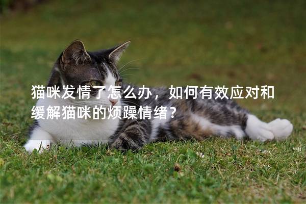 猫咪发情了怎么办，如何有效应对和缓解猫咪的烦躁情绪？