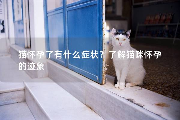 猫怀孕了有什么症状？了解猫咪怀孕的迹象