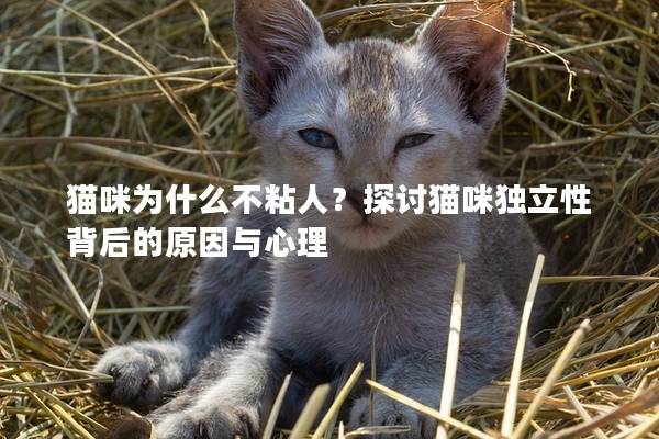 猫咪为什么不粘人？探讨猫咪独立性背后的原因与心理