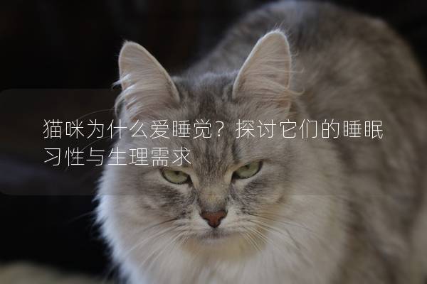 猫咪为什么爱睡觉？探讨它们的睡眠习性与生理需求