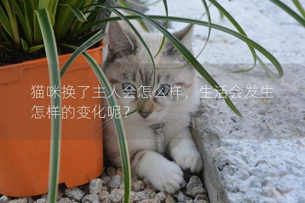 猫咪换了主人会怎么样，生活会发生怎样的变化呢？