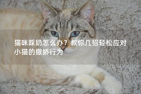 猫咪踩奶怎么办？教你几招轻松应对小猫的撒娇行为