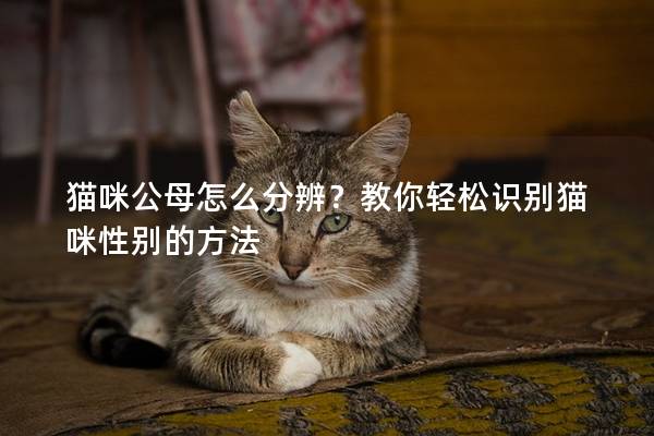 猫咪公母怎么分辨？教你轻松识别猫咪性别的方法