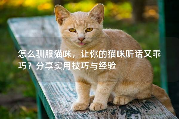 怎么驯服猫咪，让你的猫咪听话又乖巧？分享实用技巧与经验