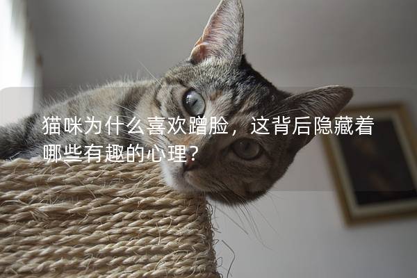 猫咪为什么喜欢蹭脸，这背后隐藏着哪些有趣的心理？