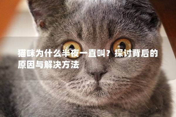 猫咪为什么半夜一直叫？探讨背后的原因与解决方法