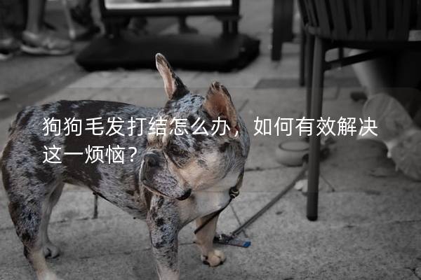 狗狗毛发打结怎么办，如何有效解决这一烦恼？