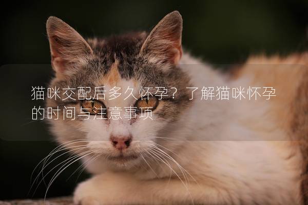 猫咪交配后多久怀孕？了解猫咪怀孕的时间与注意事项