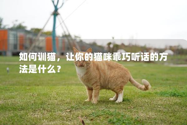 如何训猫，让你的猫咪乖巧听话的方法是什么？