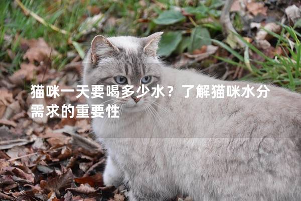 猫咪一天要喝多少水？了解猫咪水分需求的重要性