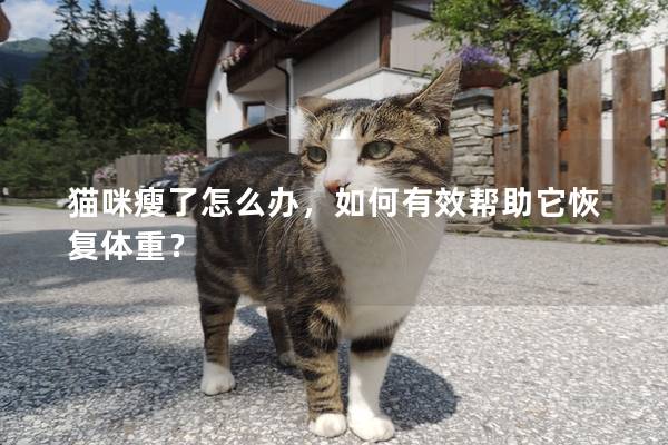 猫咪瘦了怎么办，如何有效帮助它恢复体重？