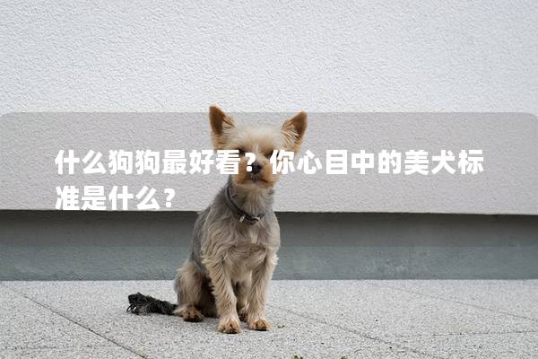 什么狗狗最好看？你心目中的美犬标准是什么？