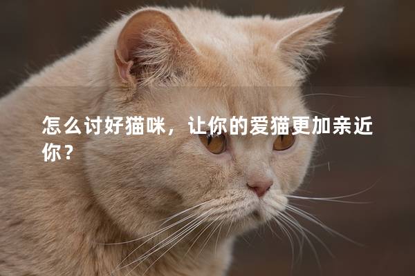 怎么讨好猫咪，让你的爱猫更加亲近你？