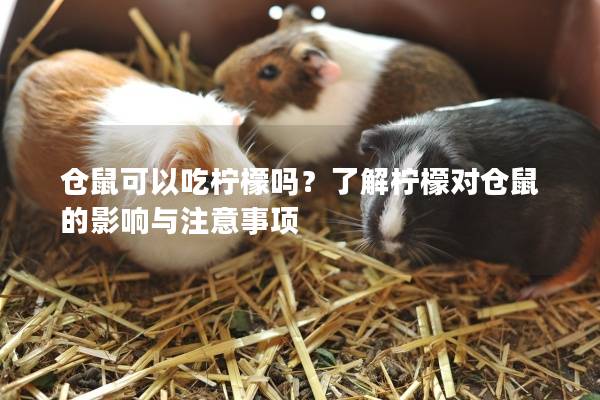 仓鼠可以吃柠檬吗?了解柠檬对仓鼠的影响与注意事项 仓鼠可以吃柠檬吗?了解柠檬对仓鼠的影响与注意事项
