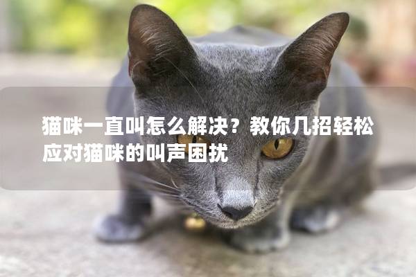 猫咪一直叫怎么解决？教你几招轻松应对猫咪的叫声困扰